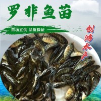 【2023年新苗】高雄性羅非魚苗 新吉富羅非魚苗 羅非水花供應